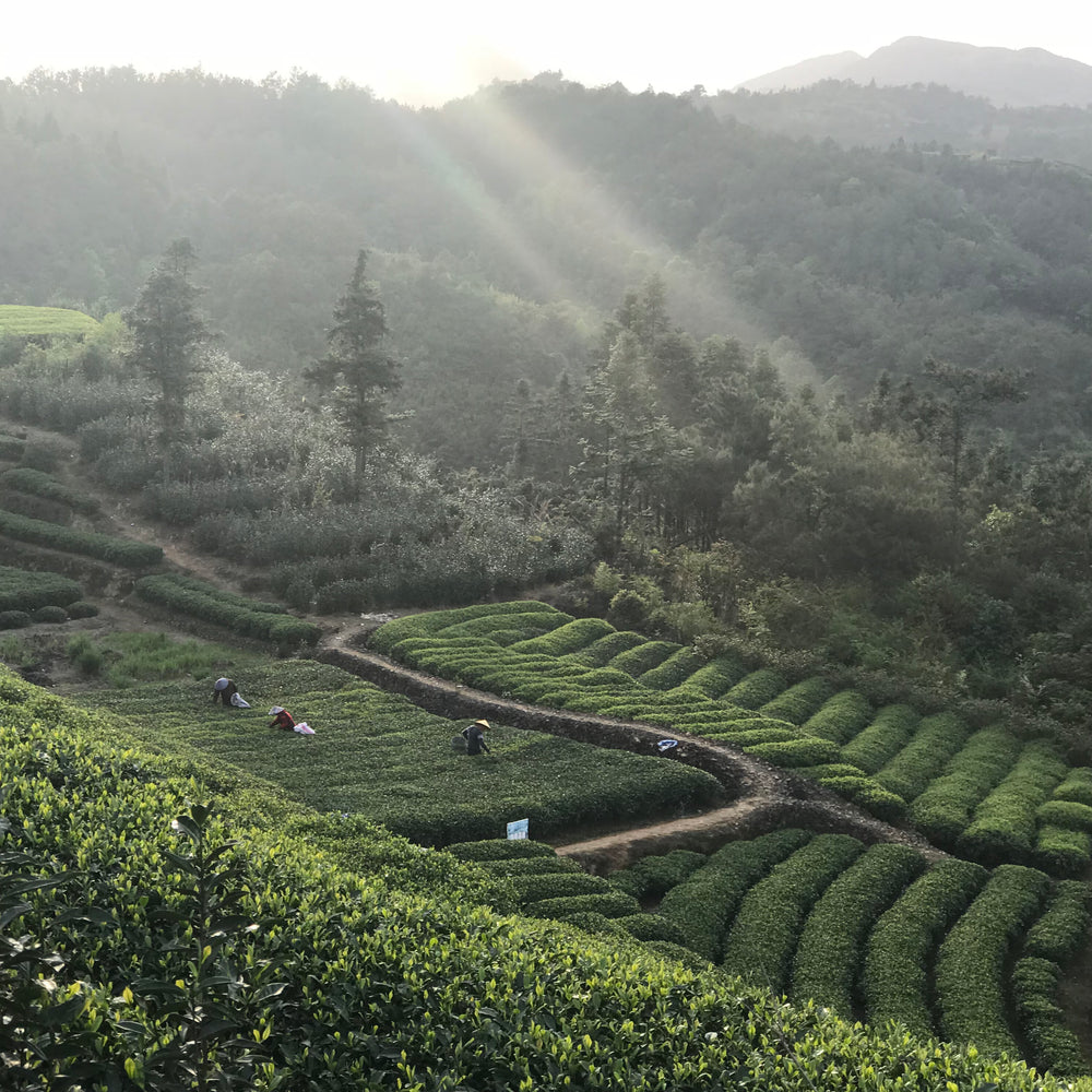 Bai Mu Dan