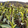 Bai Mu Dan