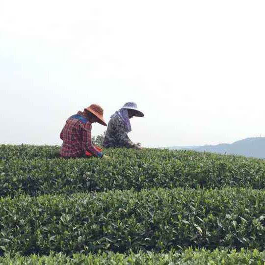 Bai Mu Dan